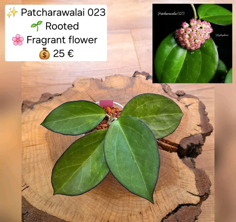 Hoya patcharawalai 023 (ex. Icensis), Bewurzelte Pflanze