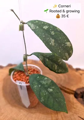 Hoya corneri Splash, Steckling
