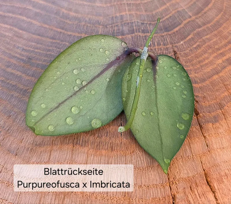 Hoya purpureofusca x Imbricata, Steckling