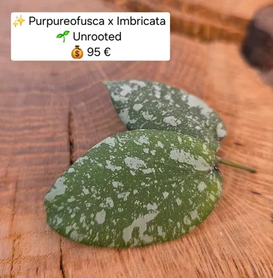 Hoya purpureofusca x Imbricata, Steckling