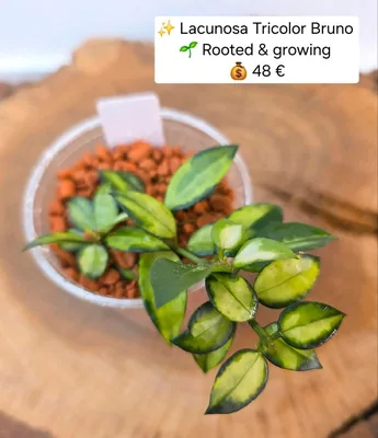 Hoya lacunosa Tricolor Bruno, Bewurzelte Pflanze