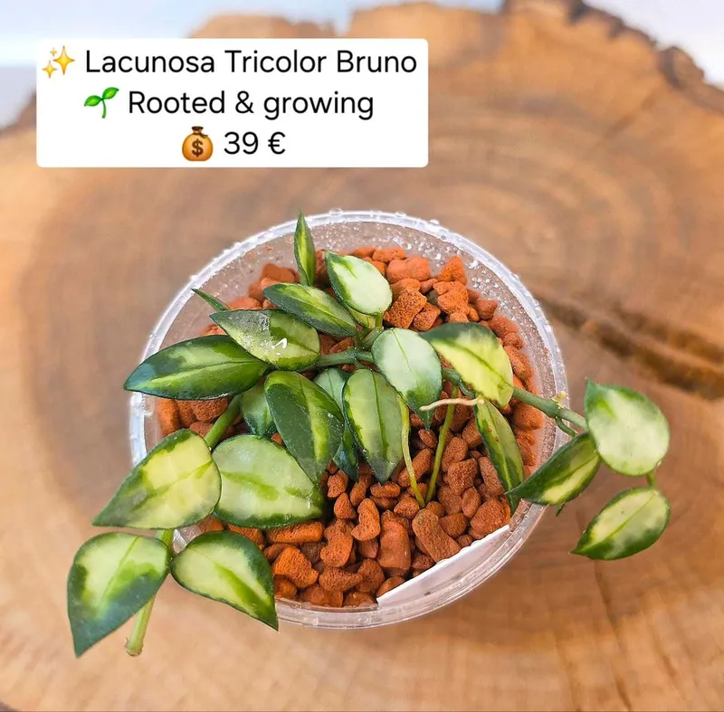 Hoya lacunosa Tricolor Bruno, Bewurzelte Pflanze