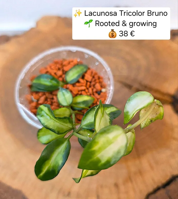 Hoya lacunosa Tricolor Bruno, Bewurzelte Pflanze