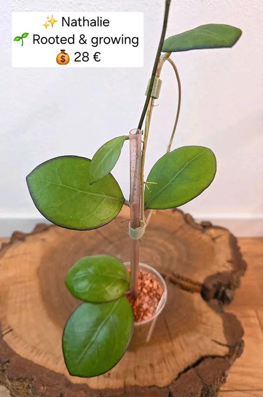 Hoya 'Nathalie', Bewurzelte Pflanze