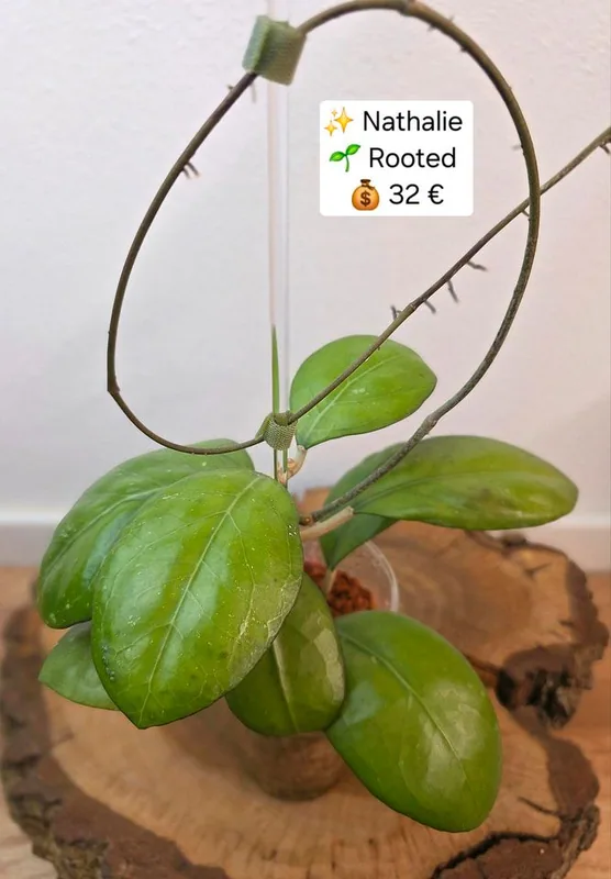 Hoya 'Nathalie', Bewurzelte Pflanze