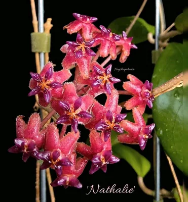 Hoya 'Nathalie', Bewurzelte Pflanze