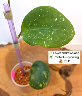 Hoya loyceandrewsiana, Bewurzelte Pflanze