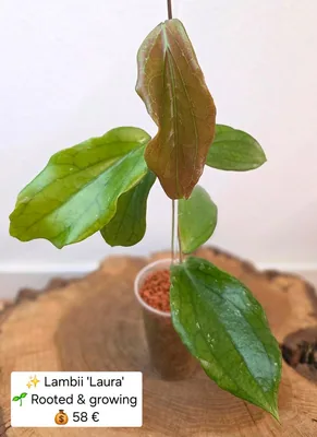 Hoya lambii 'Laura', Steckling