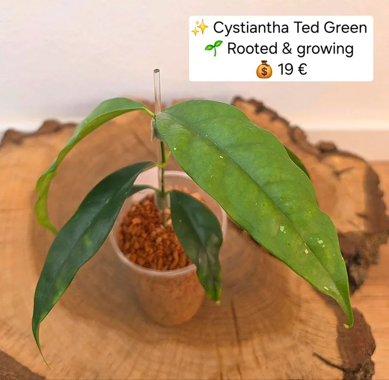 Hoya cystiantha TED Green, Steckling