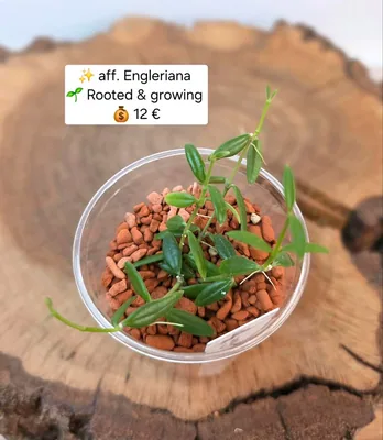 Hoya aff. Engleriana, Bewurzelte Pflanze