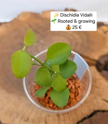 Dischidia vidalii, Bewurzelte Pflanze