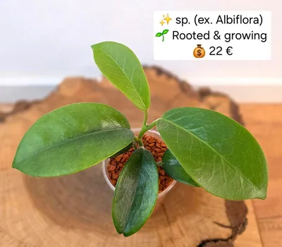 Hoya sp. (ex. Albiflora), Bewurzelte Pflanze