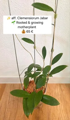 Hoya aff. Clemensiorum Jabar, Steckling