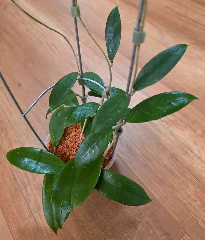 Hoya aff. Clemensiorum Jabar, Steckling