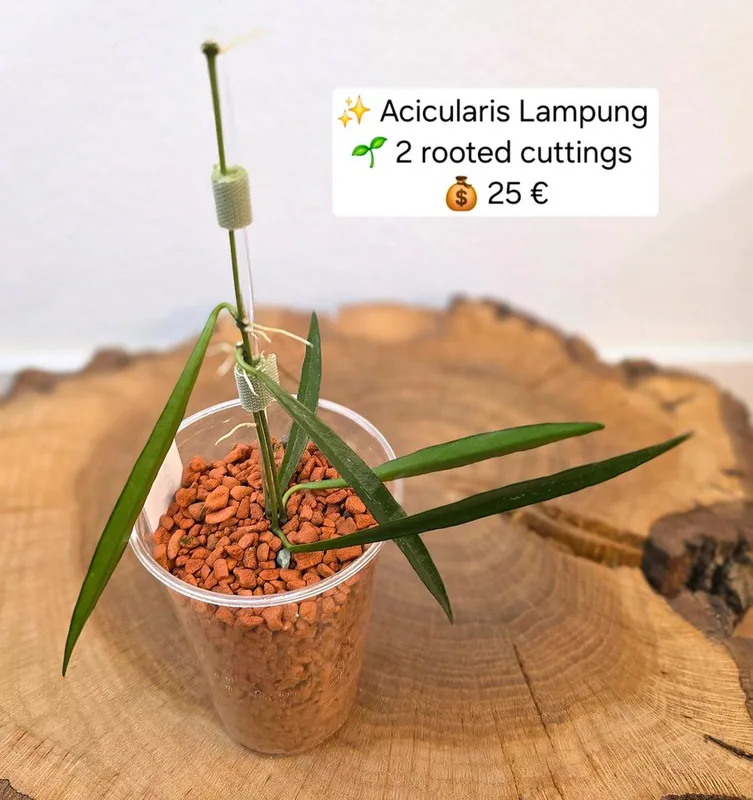Hoya acicularis Lampung, Bewurzelte Pflanze
