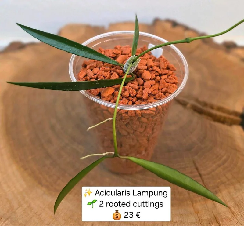 Hoya acicularis Lampung, Bewurzelte Pflanze