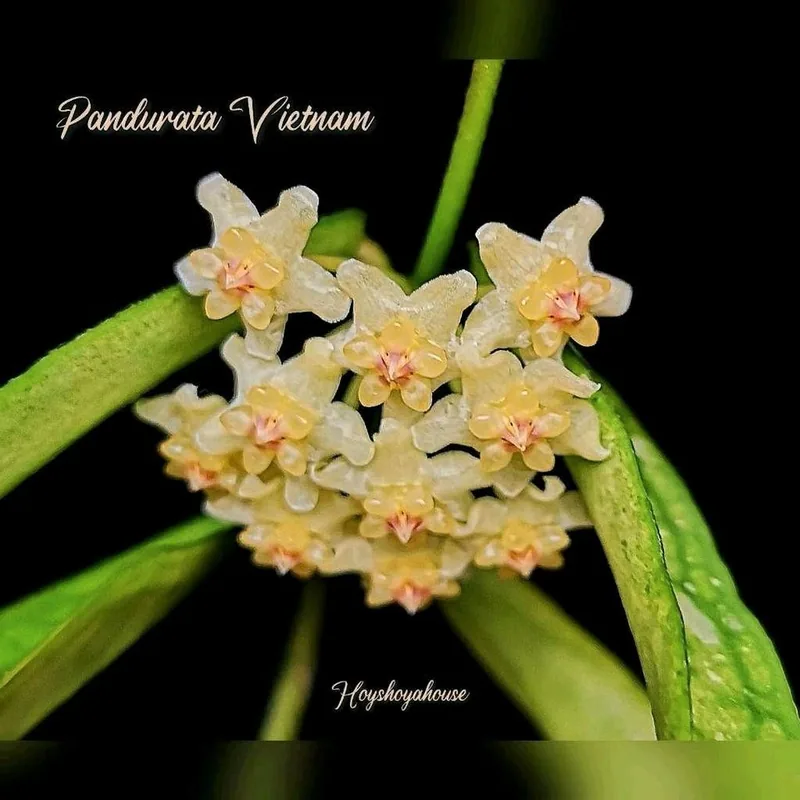 Hoya pandurata Vietnam, Steckling