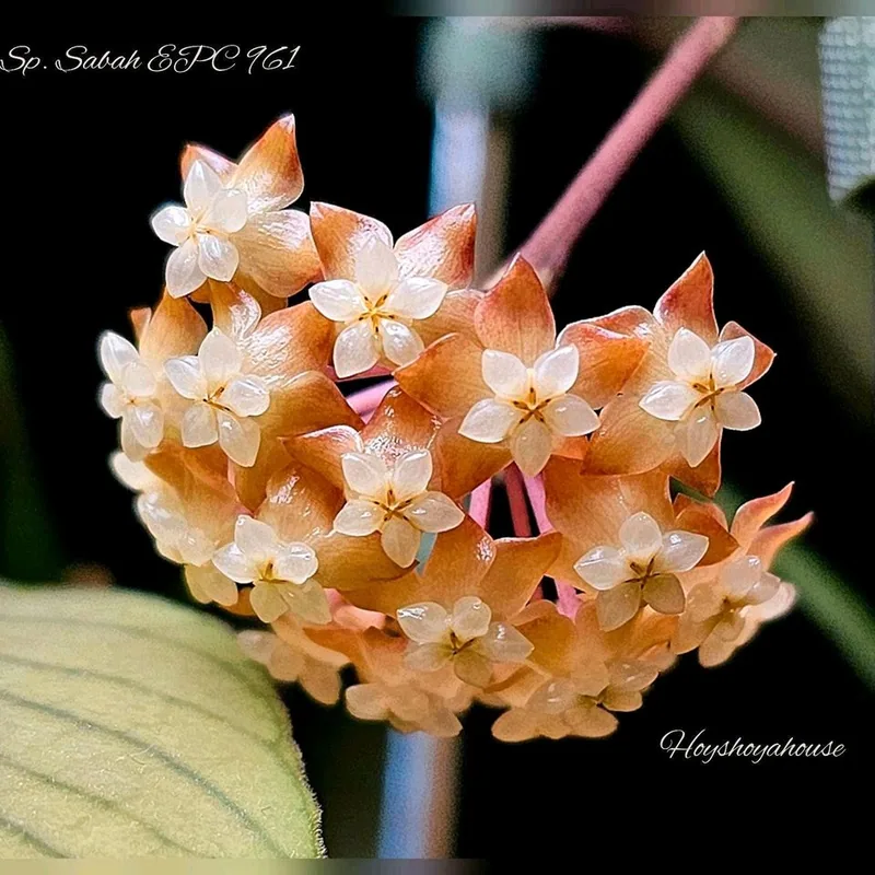 Hoya sp. Sabah EPC 961, Bewurzelte Pflanze