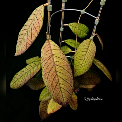 Hoya sp. Sabah EPC 961, Bewurzelte Pflanze