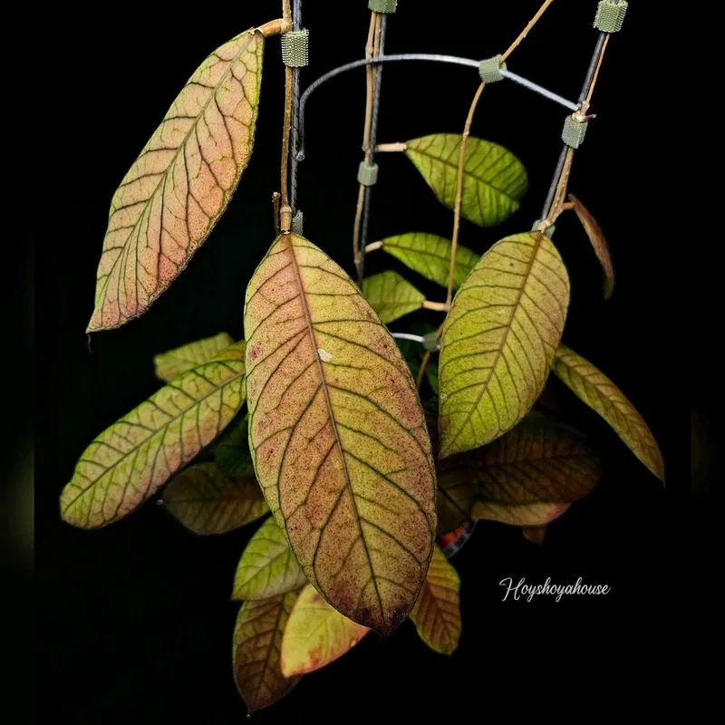 Hoya sp. Sabah EPC 961, Bewurzelte Pflanze