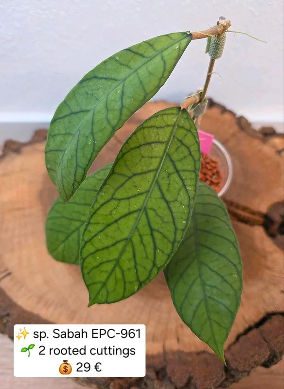 Hoya sp. Sabah EPC 961, Bewurzelte Pflanze