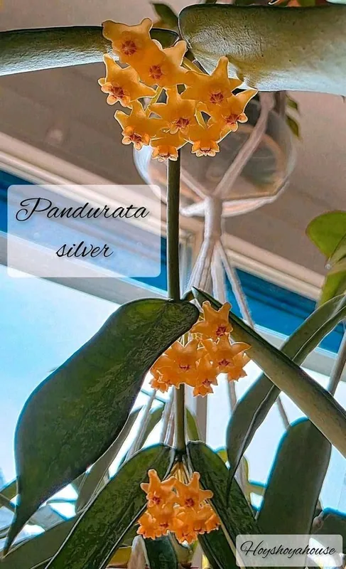 Hoya pandurata Silver, Bewurzelte Pflanze