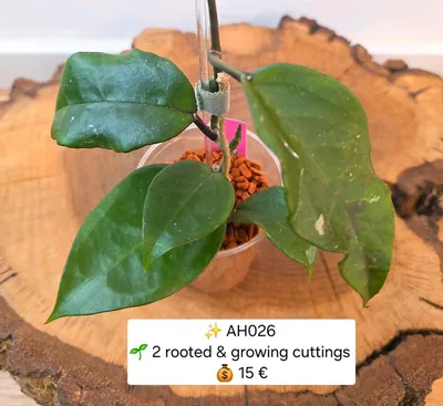 Hoya AH026 / AH 026, Bewurzelte Pflanze