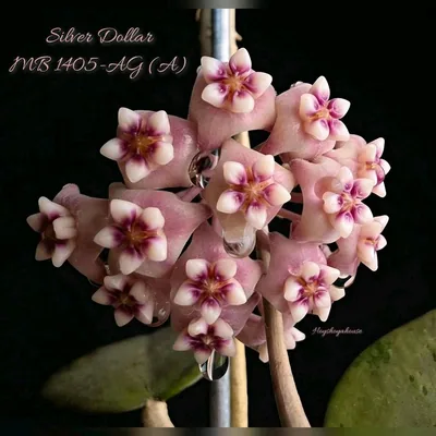 Hoya silver Dollar MB1405-AG (A), Bewurzelte Pflanze