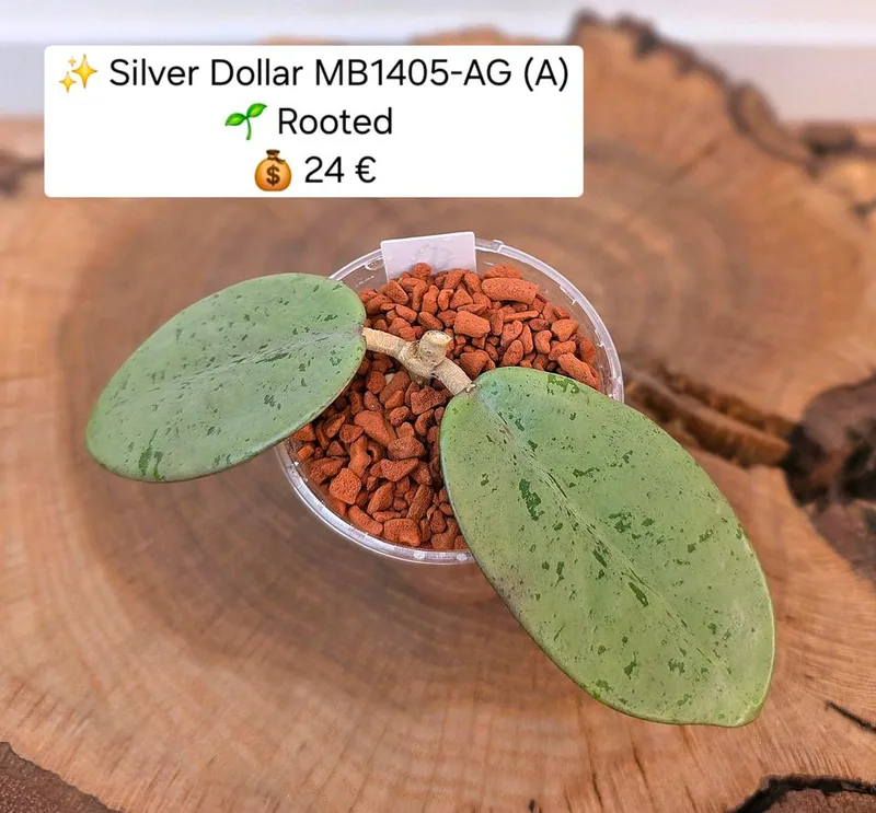 Hoya silver Dollar MB1405-AG (A), Bewurzelte Pflanze