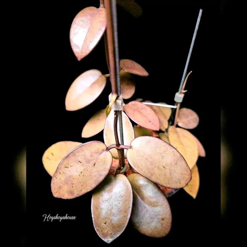 Hoya silver Dollar MB1405-AG (A), Bewurzelte Pflanze