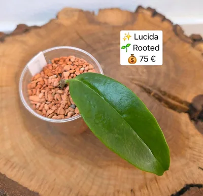 Hoya lucida, Bewurzelte Pflanze