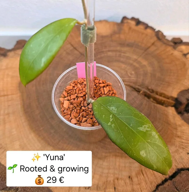 Hoya yuna, Bewurzelte Pflanze