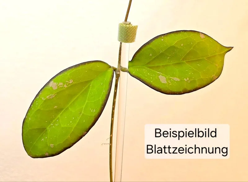 Hoya yuna, Bewurzelte Pflanze