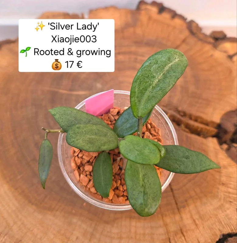 Hoya xiaojie 003 ’silver Lady’, Bewurzelte Pflanze