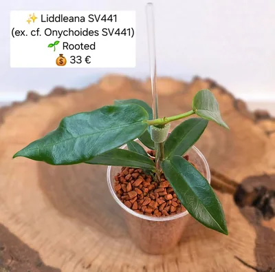 Hoya liddleana SV441 (ex. Cf. Onychoides SV441), Bewurzelte Pflanze