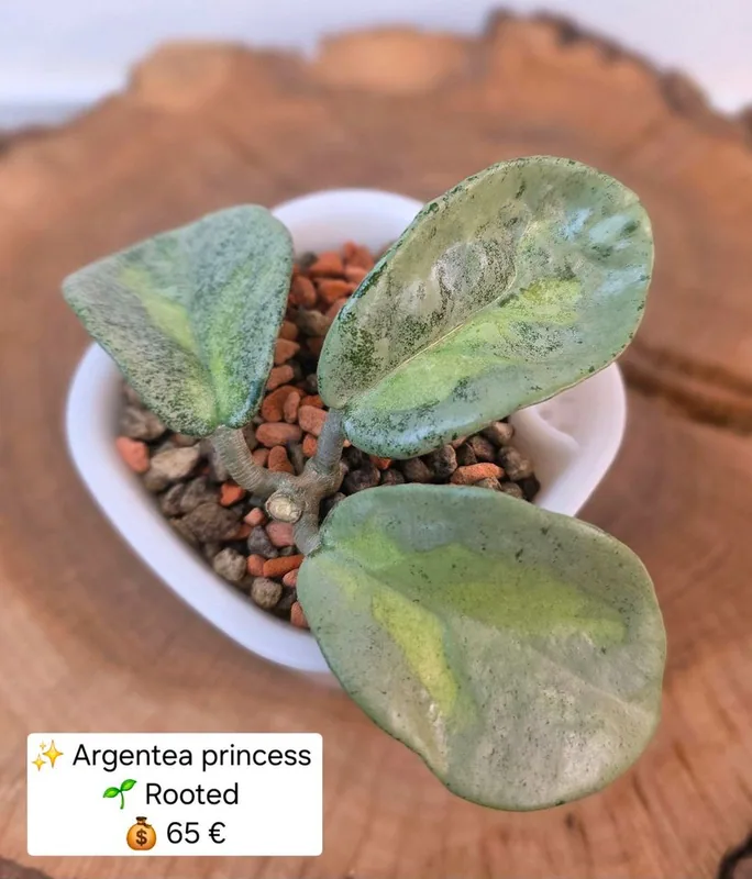 Hoya argentea Princess Inklusive Selbstbewässerungstopf, Bewurzelte Pflanze