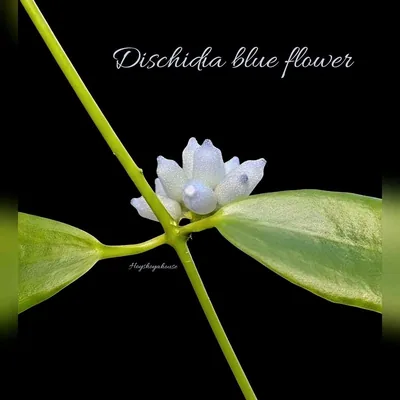 Dischidia blue Flower, Steckling