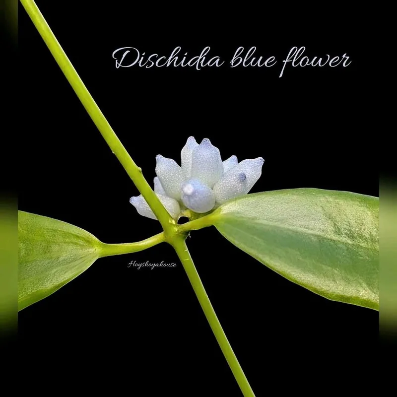 Dischidia blue Flower, Steckling