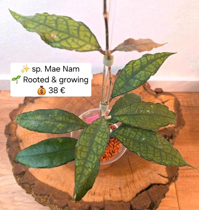Hoya sp. MAE NAM, Bewurzelte Pflanze