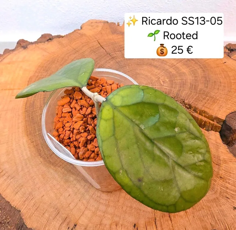 Hoya 'Ricardo' SS13-05, Bewurzelte Pflanze