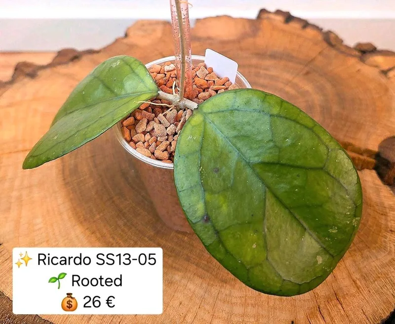 Hoya 'Ricardo' SS13-05, Bewurzelte Pflanze