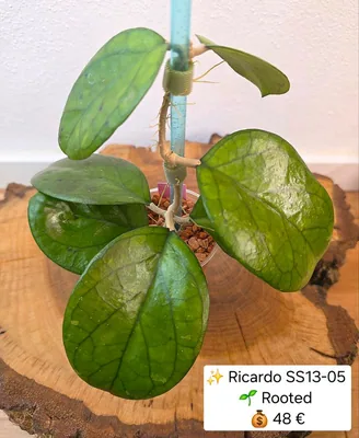 Hoya 'Ricardo' SS13-05, Bewurzelte Pflanze