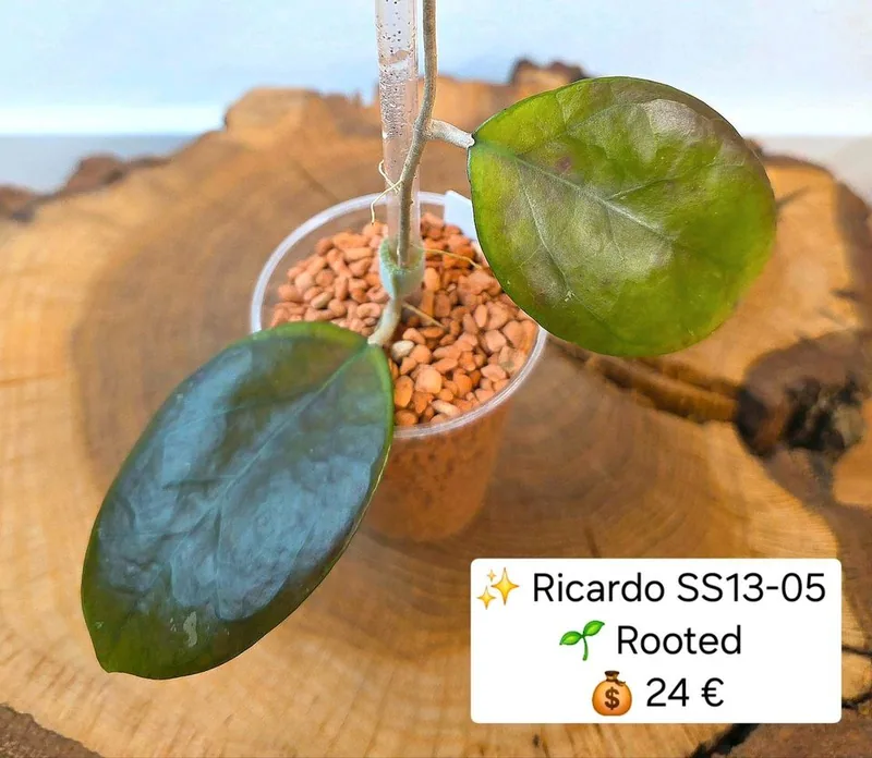 Hoya 'Ricardo' SS13-05, Bewurzelte Pflanze