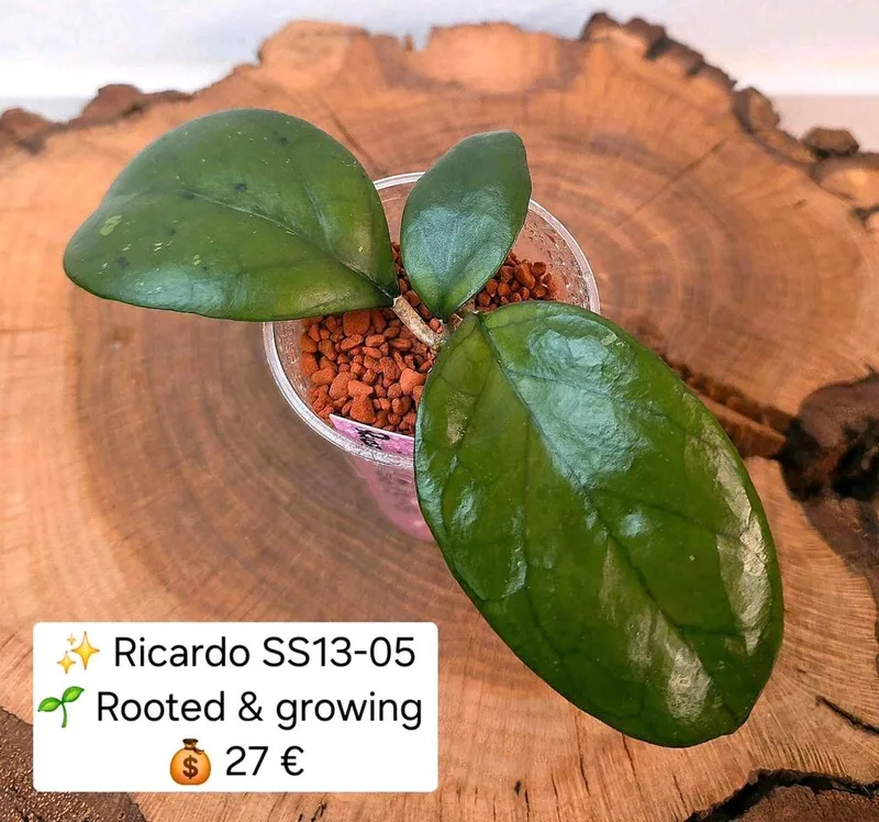 Hoya 'Ricardo' SS13-05, Bewurzelte Pflanze