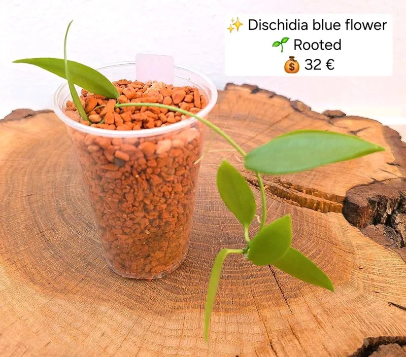 Dischidia blue Flower, Bewurzelte Pflanze