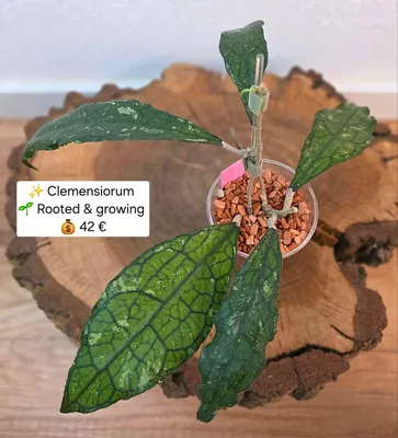 Hoya clemensiorum (Splash), Steckling