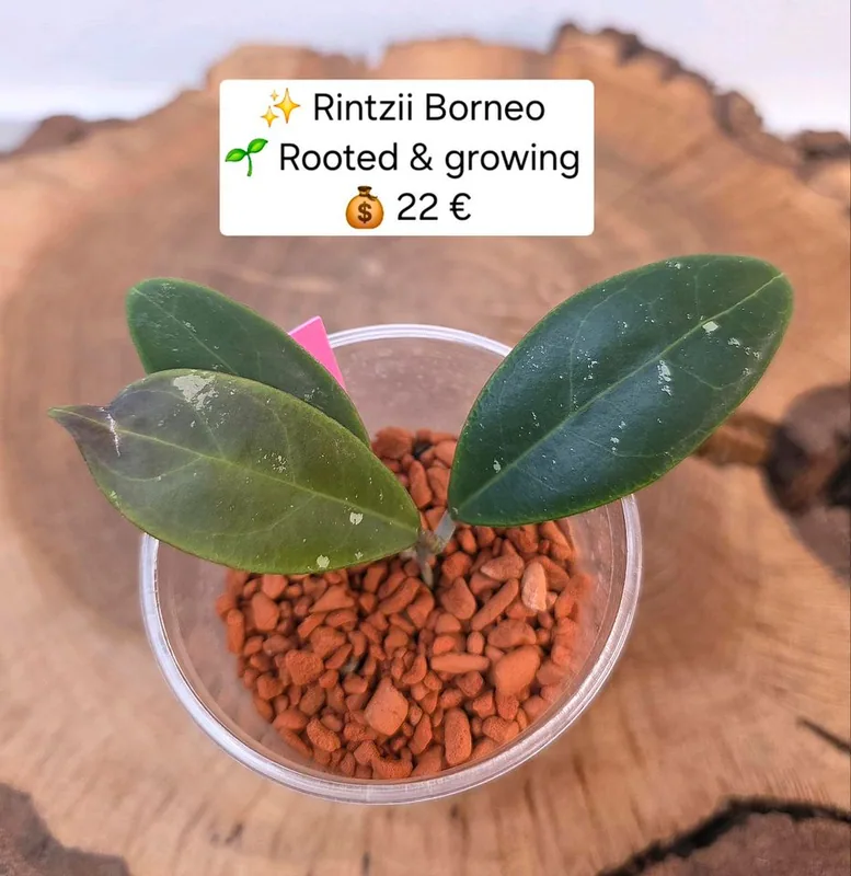 Hoya rintzii Borneo, Bewurzelte Pflanze