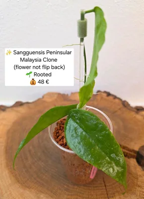 Hoya sangguensis Peninsular Malaysia Clone, Steckling
