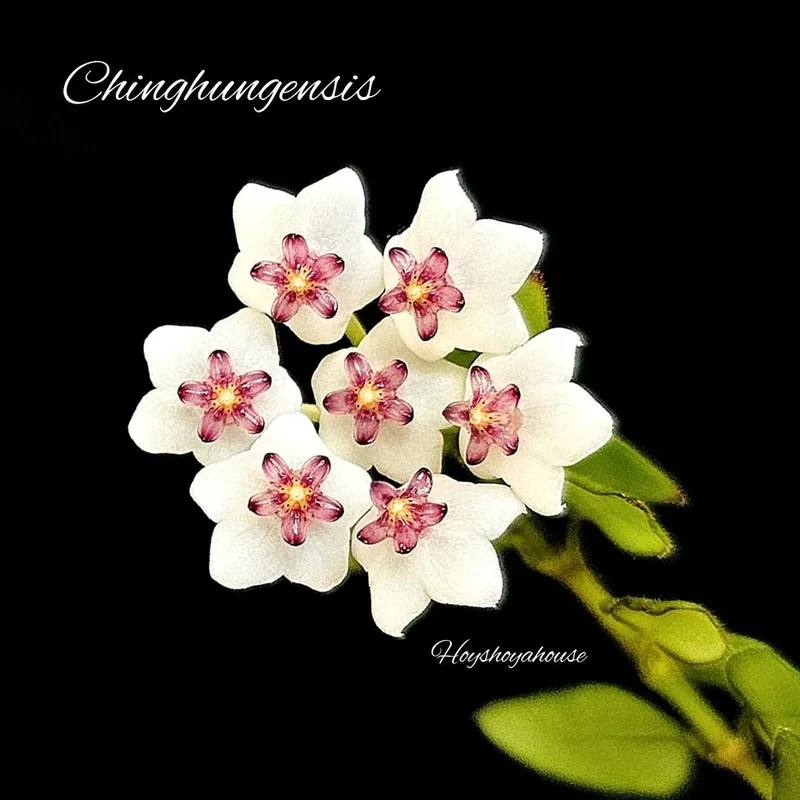 Hoya chinghungensis, Steckling