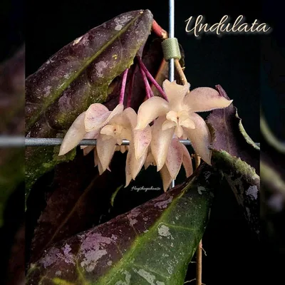 Hoya undulata (Pink Splash), Bewurzelte Pflanze
